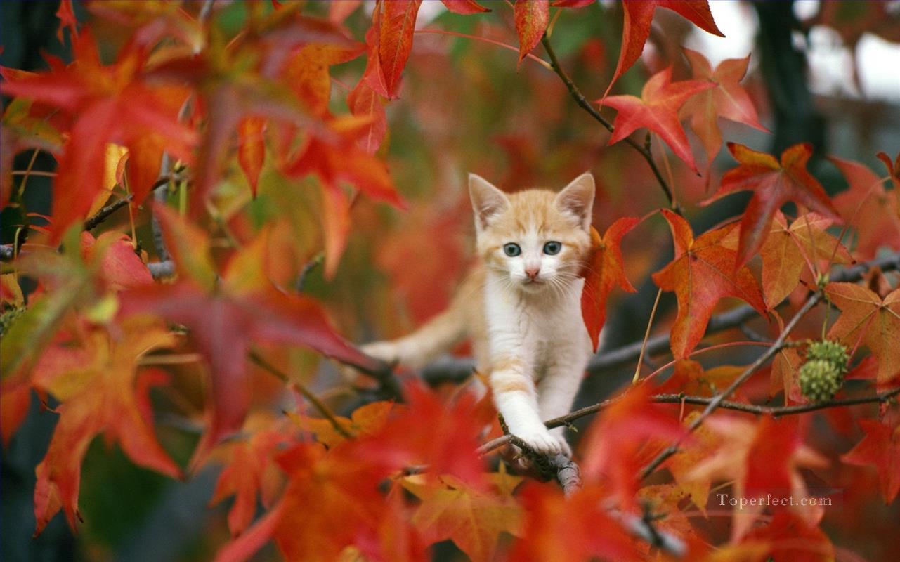 Katze Foto im Herbst Ölgemälde